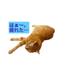 猫は可愛い。（個別スタンプ：12）