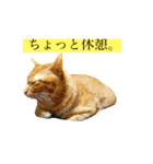 猫は可愛い。（個別スタンプ：13）