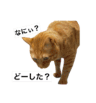 猫は可愛い。（個別スタンプ：15）