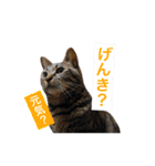 猫は可愛い。（個別スタンプ：17）