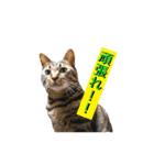 猫は可愛い。（個別スタンプ：18）