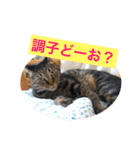 猫は可愛い。（個別スタンプ：19）