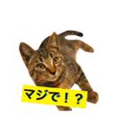 猫は可愛い。（個別スタンプ：20）