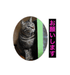 猫は可愛い。（個別スタンプ：21）