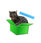 猫は可愛い。（個別スタンプ：22）
