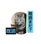 猫は可愛い。（個別スタンプ：23）