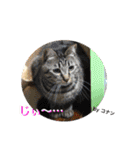 猫は可愛い。（個別スタンプ：24）
