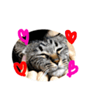 猫は可愛い。（個別スタンプ：25）