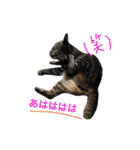 猫は可愛い。（個別スタンプ：26）
