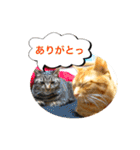 猫は可愛い。（個別スタンプ：27）