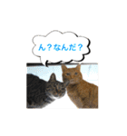 猫は可愛い。（個別スタンプ：28）