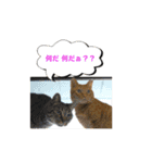 猫は可愛い。（個別スタンプ：29）