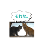 猫は可愛い。（個別スタンプ：30）