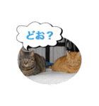 猫は可愛い。（個別スタンプ：31）