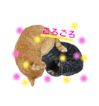 猫は可愛い。（個別スタンプ：32）