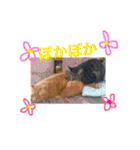 猫は可愛い。（個別スタンプ：33）