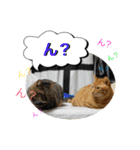 猫は可愛い。（個別スタンプ：34）