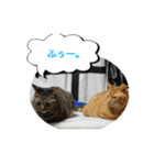 猫は可愛い。（個別スタンプ：35）