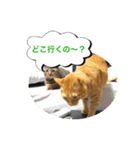 猫は可愛い。（個別スタンプ：36）