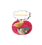 猫は可愛い。（個別スタンプ：37）