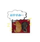 猫は可愛い。（個別スタンプ：38）