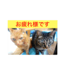 猫は可愛い。（個別スタンプ：40）
