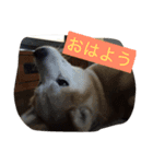 柴犬だお（個別スタンプ：1）