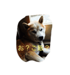 柴犬だお（個別スタンプ：4）