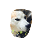 柴犬だお（個別スタンプ：5）