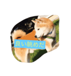 柴犬だお（個別スタンプ：7）