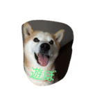 柴犬だお（個別スタンプ：8）