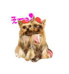 ワクワクヨーキー③（個別スタンプ：1）