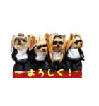 ワクワクヨーキー③（個別スタンプ：3）