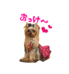 ワクワクヨーキー③（個別スタンプ：4）