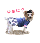 ワクワクヨーキー③（個別スタンプ：5）