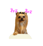 ワクワクヨーキー③（個別スタンプ：7）