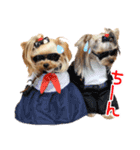 ワクワクヨーキー③（個別スタンプ：8）