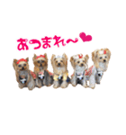 ワクワクヨーキー③（個別スタンプ：9）