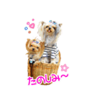 ワクワクヨーキー③（個別スタンプ：10）