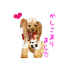 ワクワクヨーキー③（個別スタンプ：11）