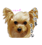 ワクワクヨーキー③（個別スタンプ：12）
