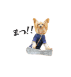 ワクワクヨーキー③（個別スタンプ：14）