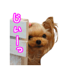 ワクワクヨーキー③（個別スタンプ：15）