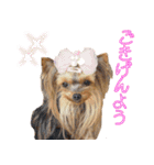 ワクワクヨーキー③（個別スタンプ：16）