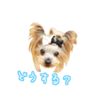 ワクワクヨーキー③（個別スタンプ：18）