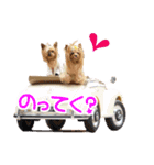 ワクワクヨーキー③（個別スタンプ：19）