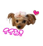 ワクワクヨーキー③（個別スタンプ：21）