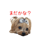 ワクワクヨーキー③（個別スタンプ：23）