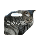 猫と裕介（個別スタンプ：6）