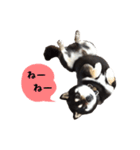 黒柴はんぞう（個別スタンプ：2）